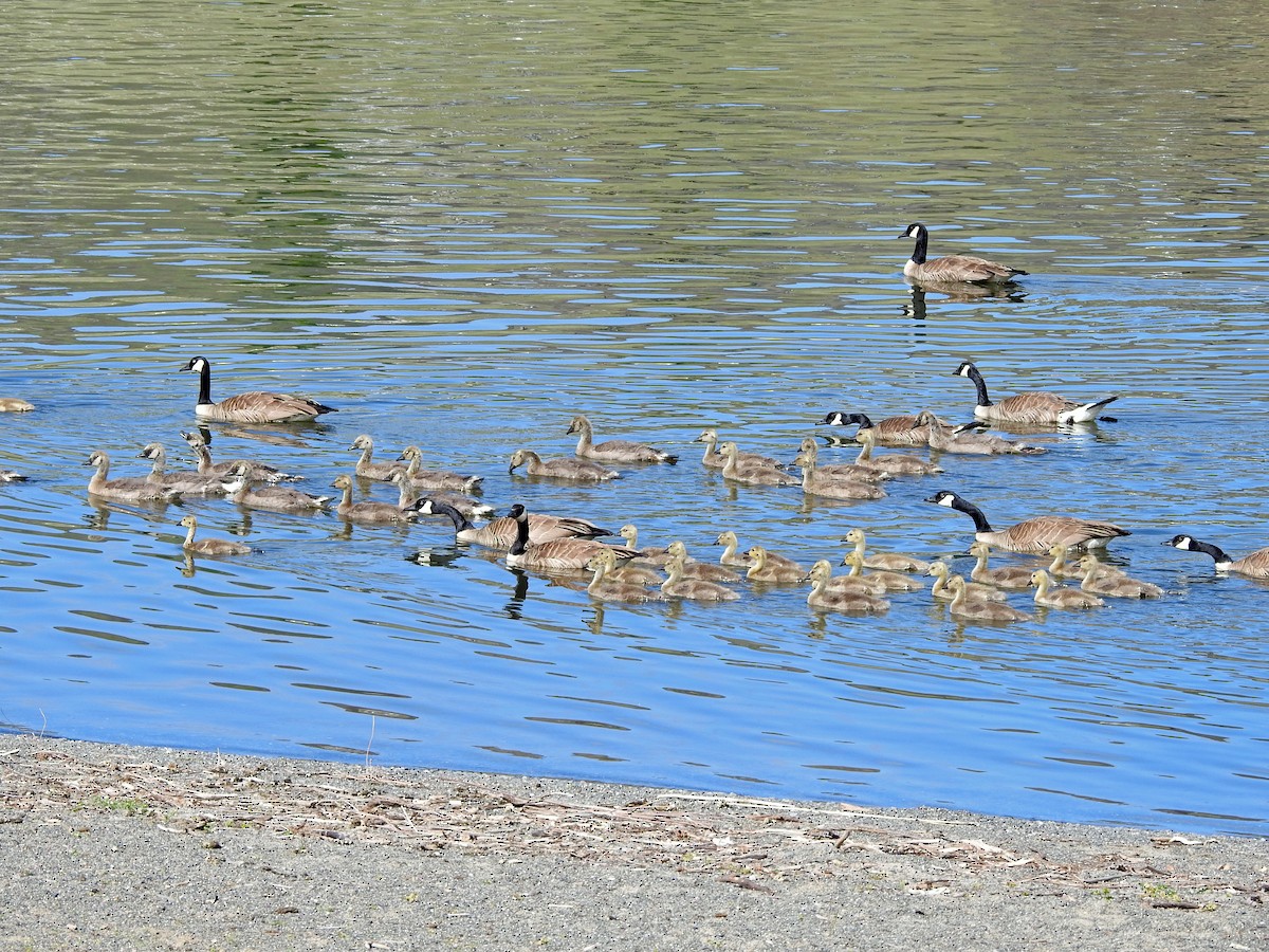 Canada Goose - ML235906211