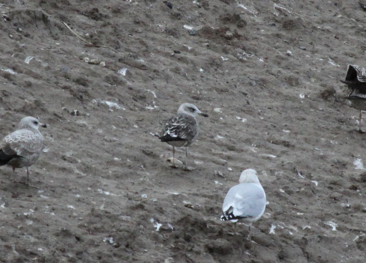 Lesser Black-backed Gull - ML235908841