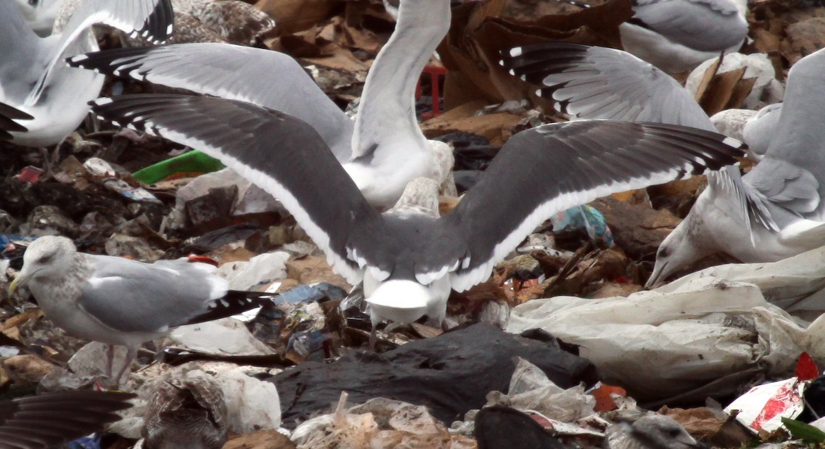 Slaty-backed Gull - Scott M Terry