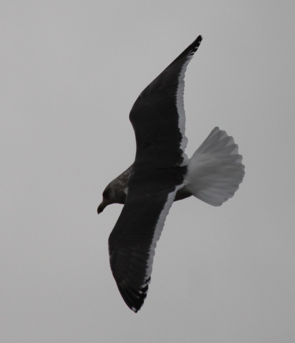 Slaty-backed Gull - ML235909171