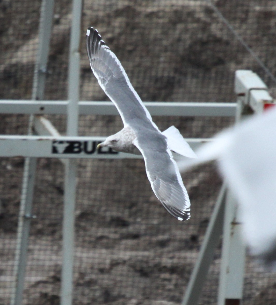 Slaty-backed Gull - ML235909241