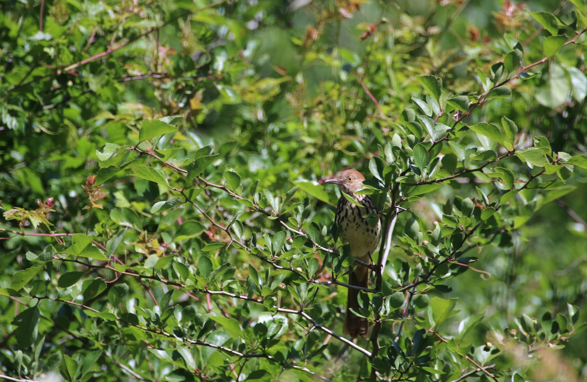 Brown Thrasher - ML235910521