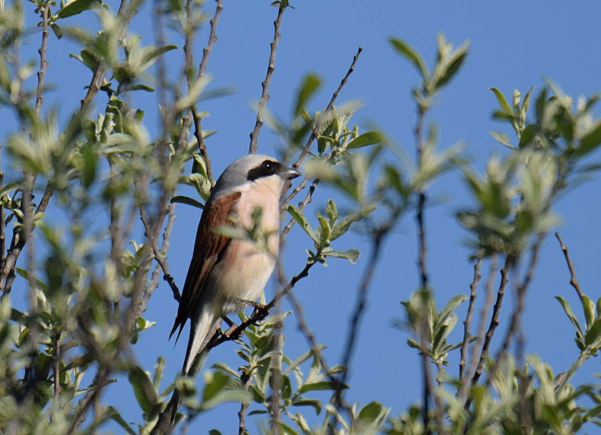 Red-backed Shrike - ML235911431