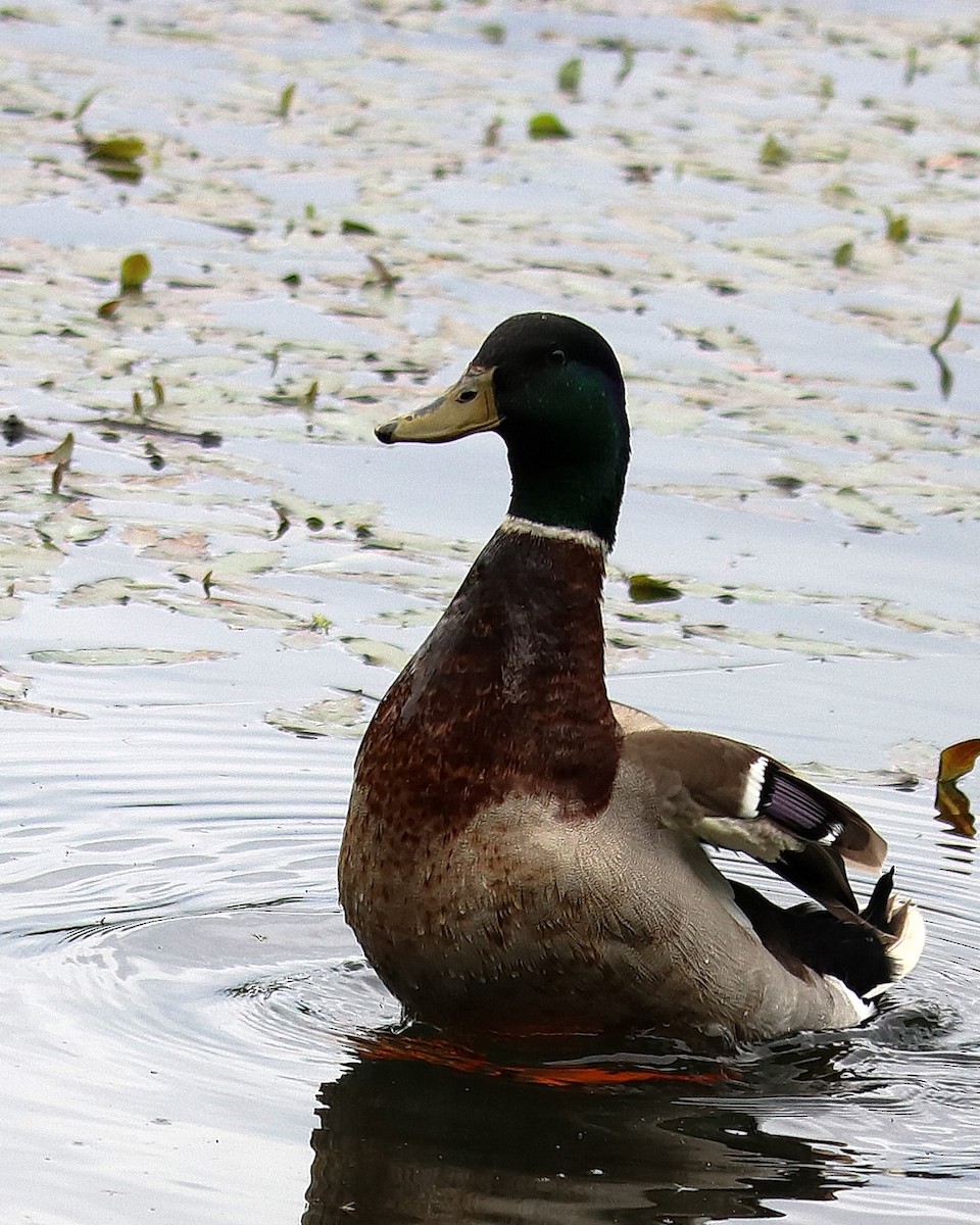 Canard colvert - ML235912261