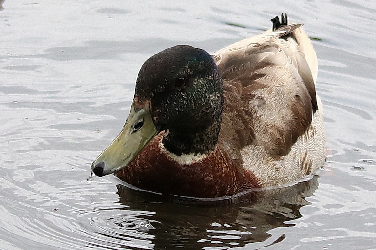 Canard colvert - ML235912651