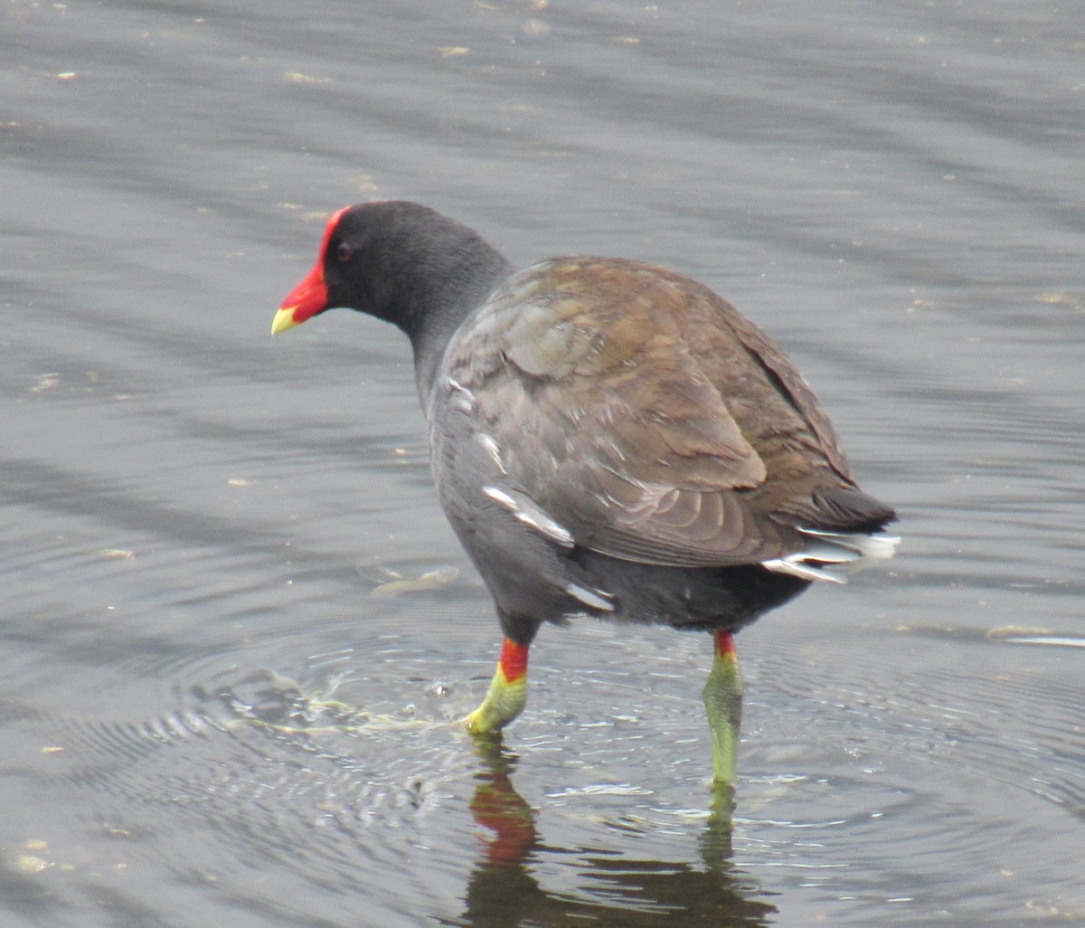 Gallinule d'Amérique - ML235913331