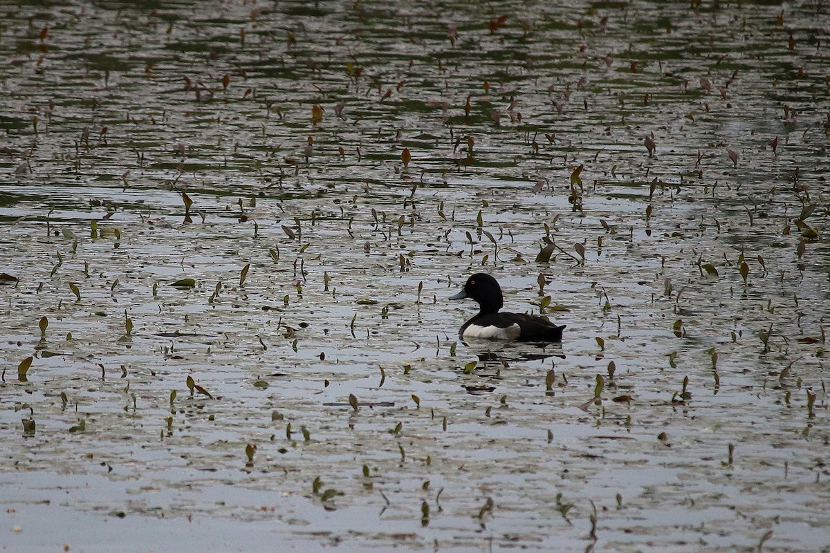 鳳頭潛鴨 - ML235913391