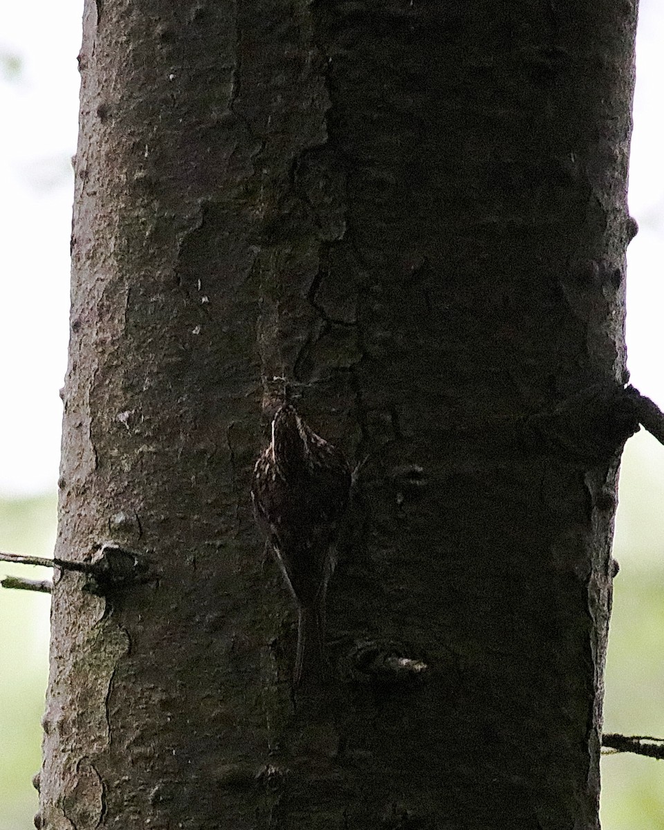 Eurasian Treecreeper - ML235914001