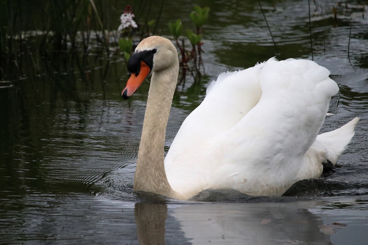 Cygne tuberculé - ML235915791