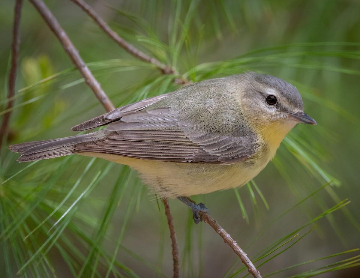 Philadelphia Vireo - ML235916861