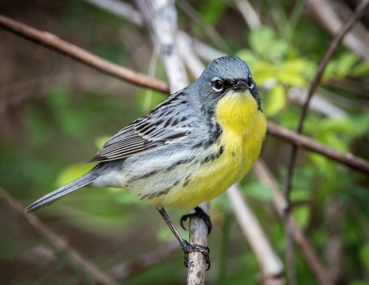 Michiganwaldsänger - ML235917061