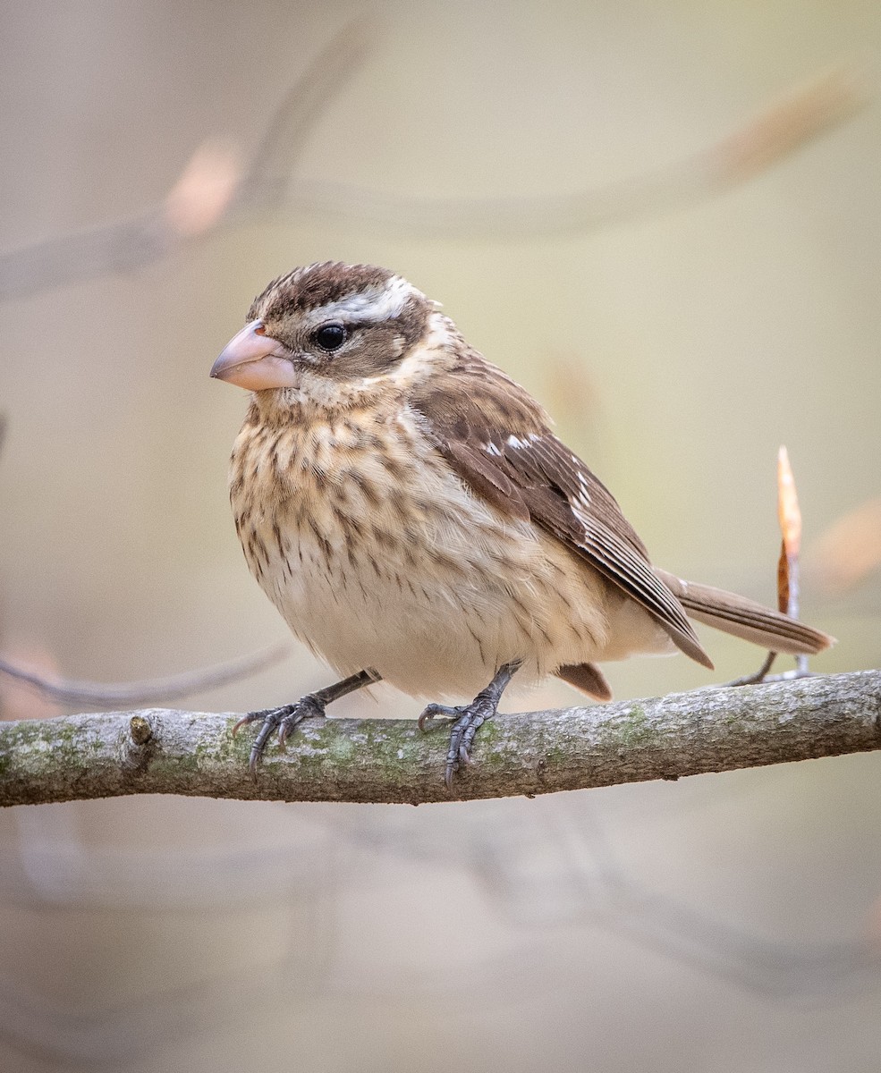 Rosenbrust-Kernknacker - ML235917081