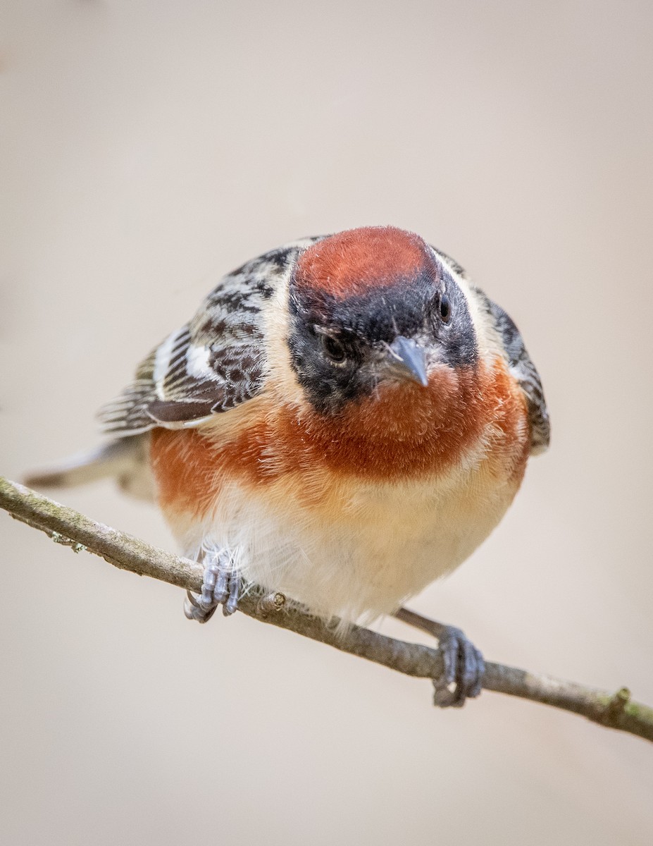 Braunkehl-Waldsänger - ML235917211