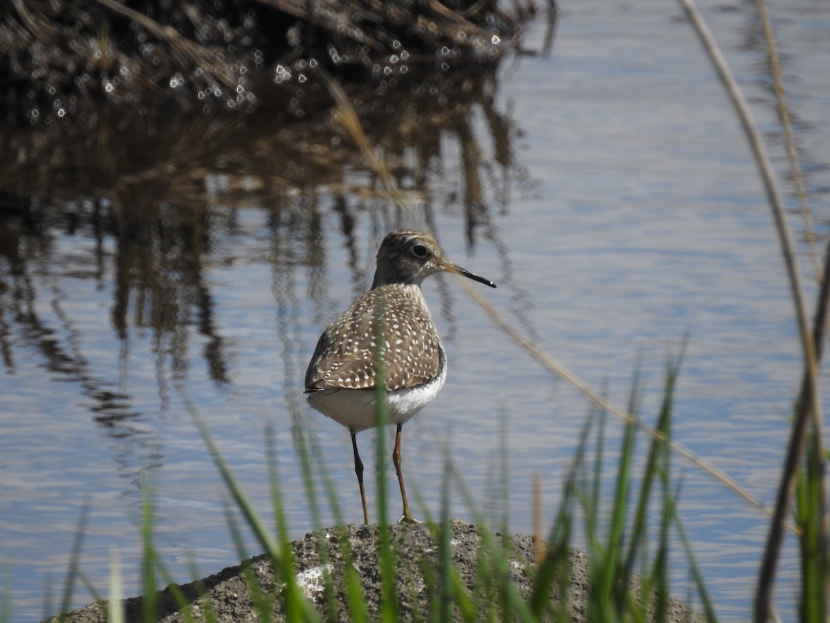 Solitary Sandpiper - John McKay