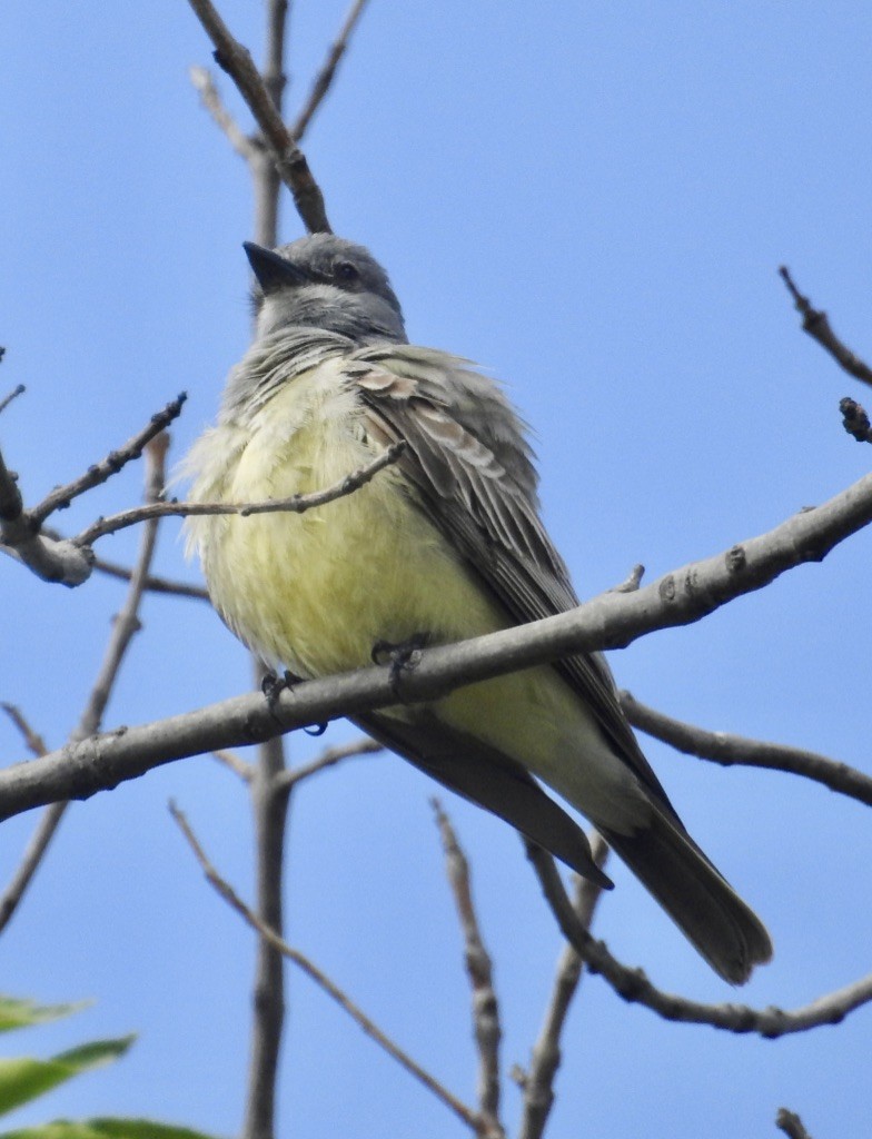 Cassin's Kingbird - Mike Coulson