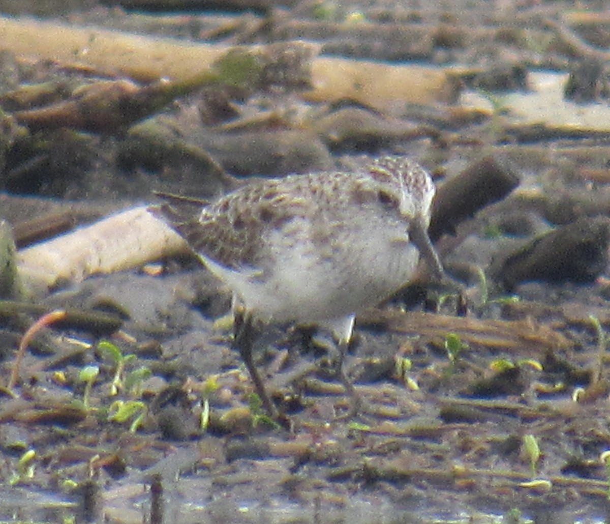 Semipalmated Sandpiper - ML235917961