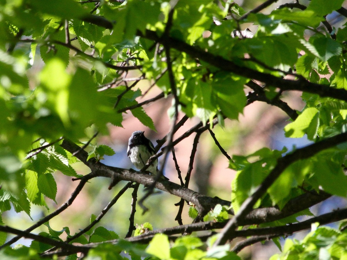 Black-throated Blue Warbler - ML235918551