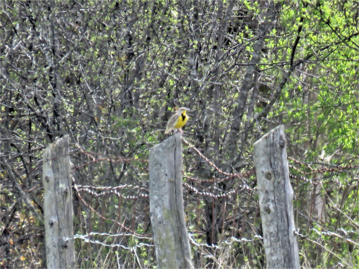 Western Meadowlark - ML235919011