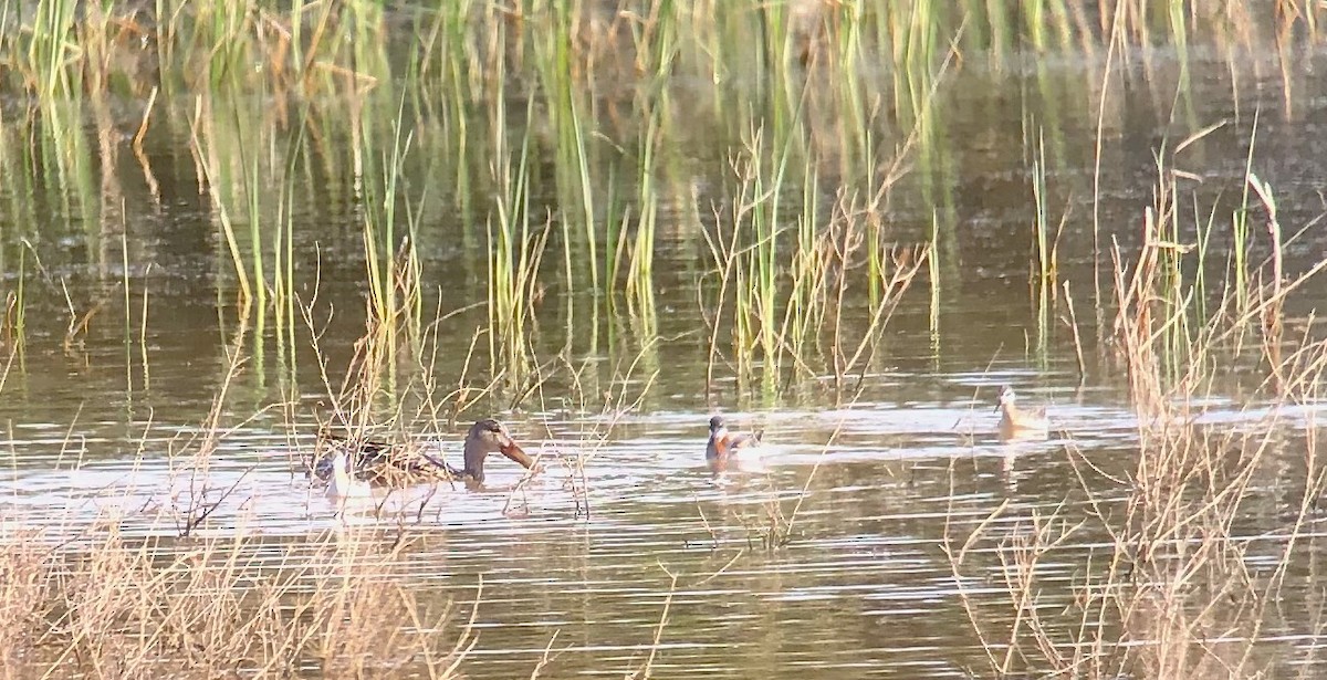Northern Shoveler - ML235920021