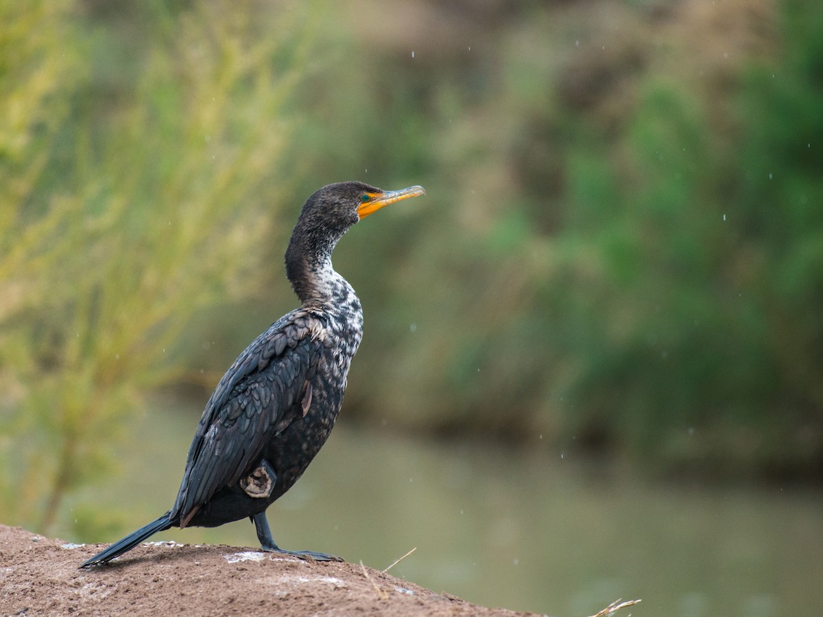 Double-crested Cormorant - Manuel Zahn