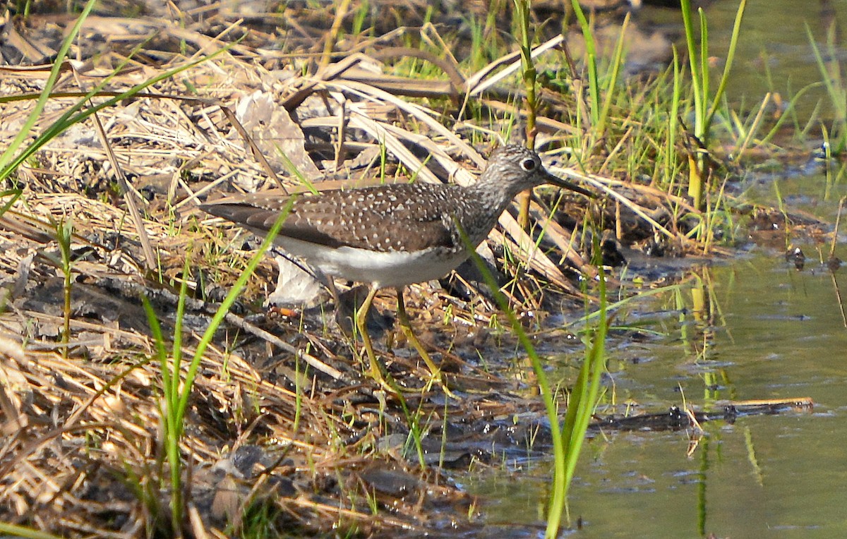 Solitary Sandpiper - ML235922471
