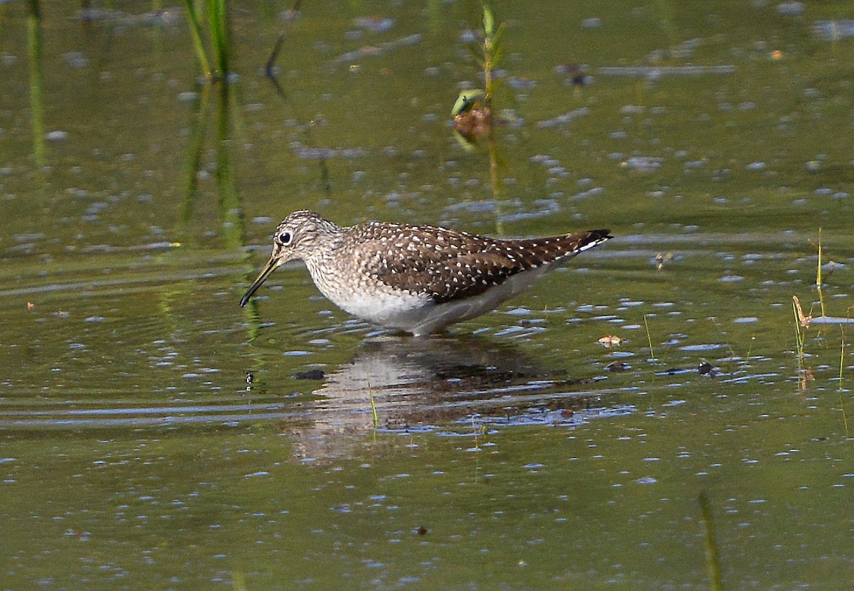 Solitary Sandpiper - ML235922631