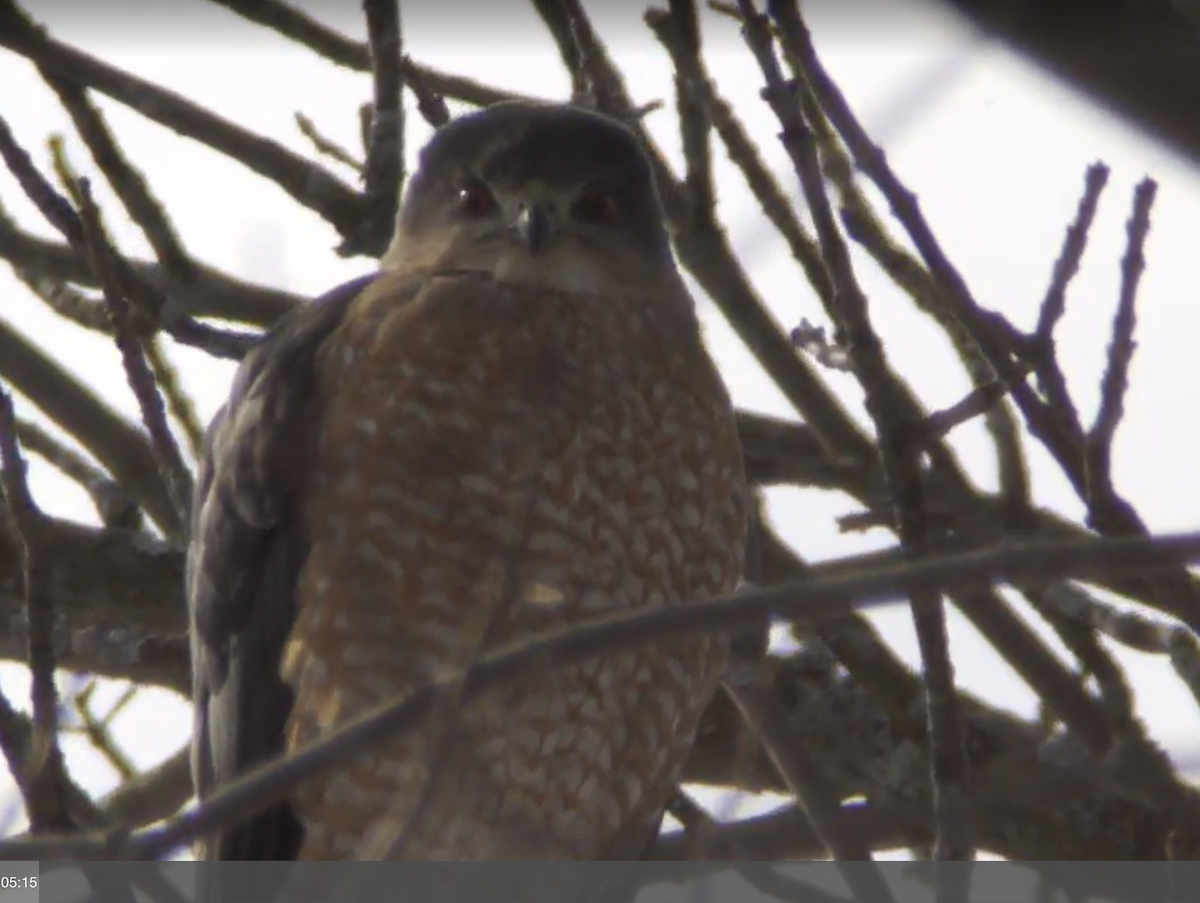 Cooper's Hawk - ML23592291