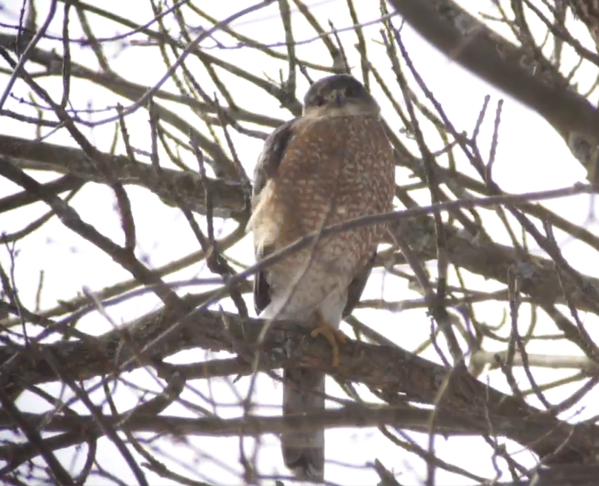 Cooper's Hawk - ML23592301