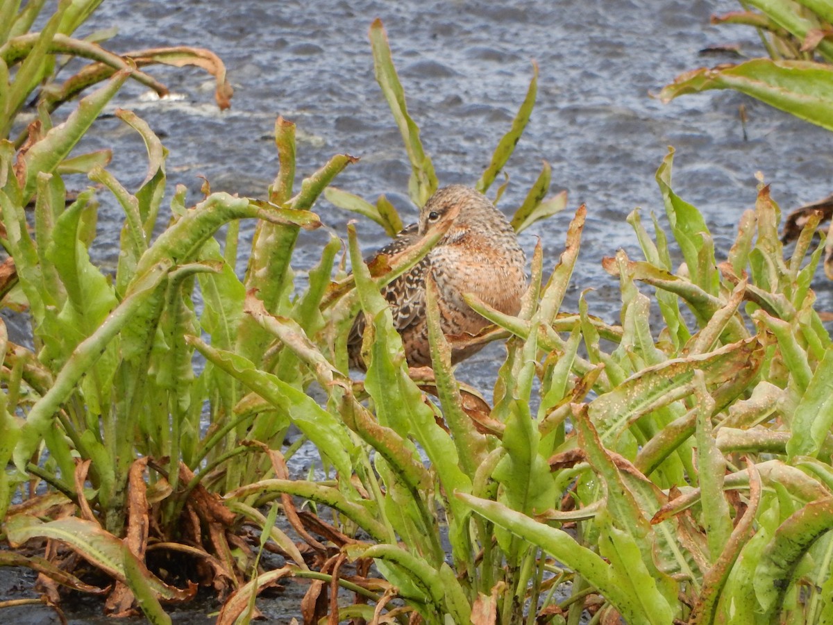 Long-billed Dowitcher - Paul Clapham