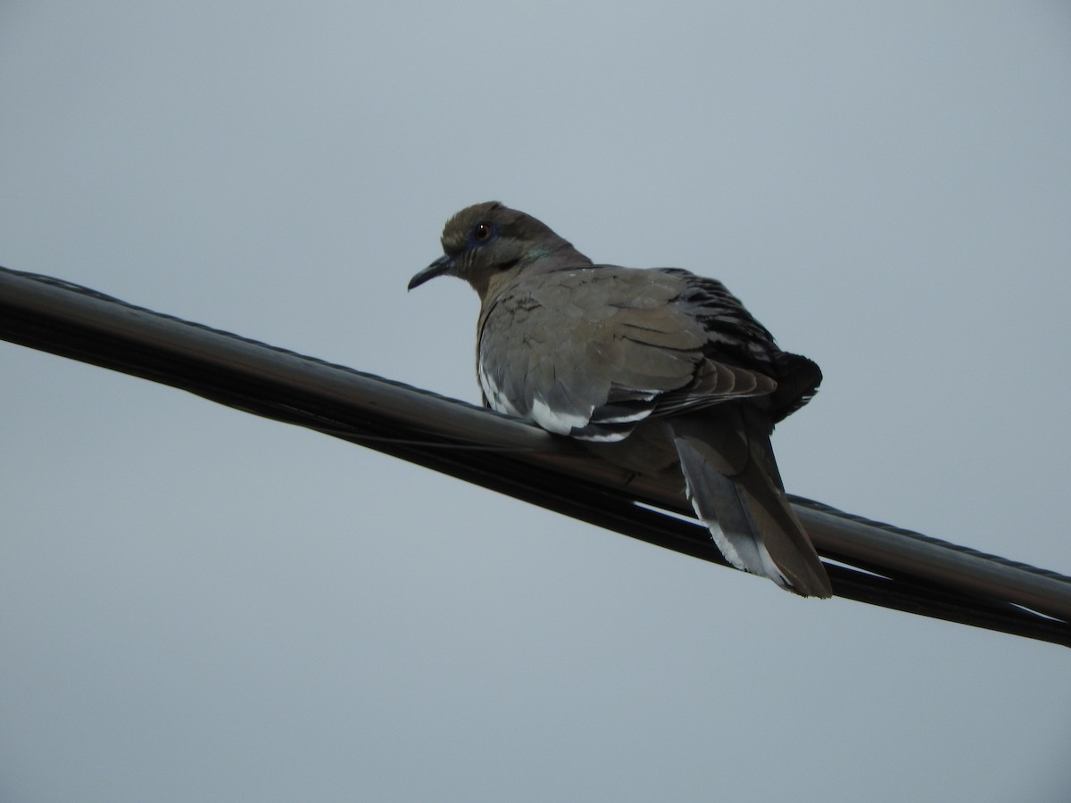 White-winged Dove - ML235924141