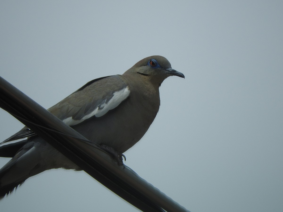 White-winged Dove - ML235924231