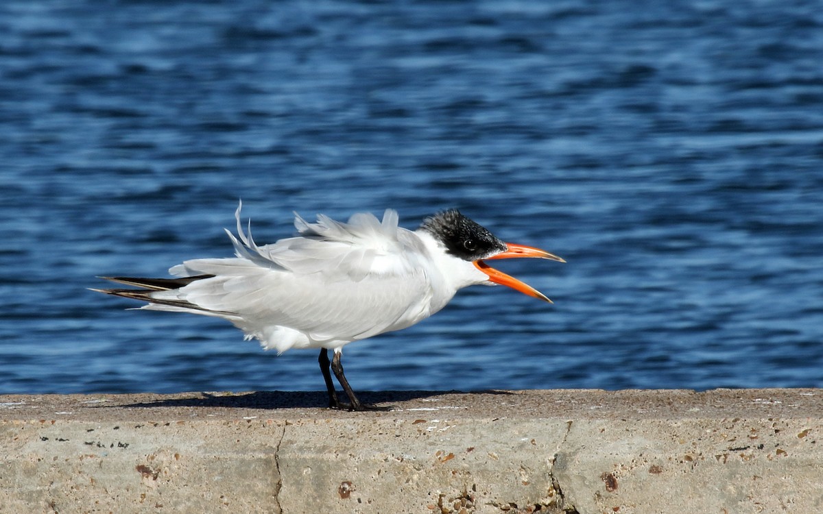 Caspian Tern - ML23592581