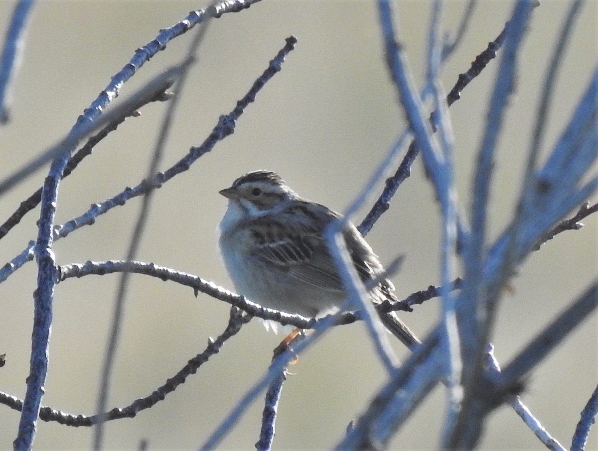 Clay-colored Sparrow - ML235926691