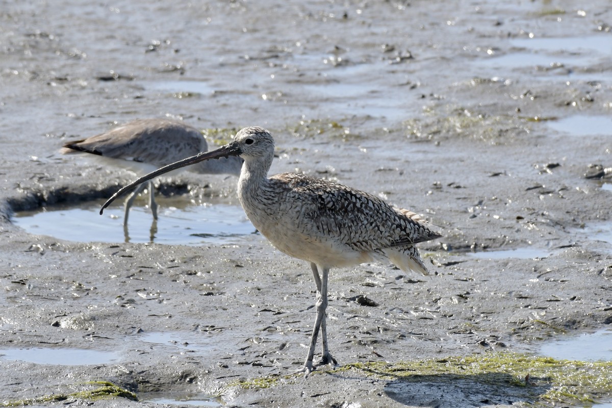 Long-billed Curlew - ML235928221