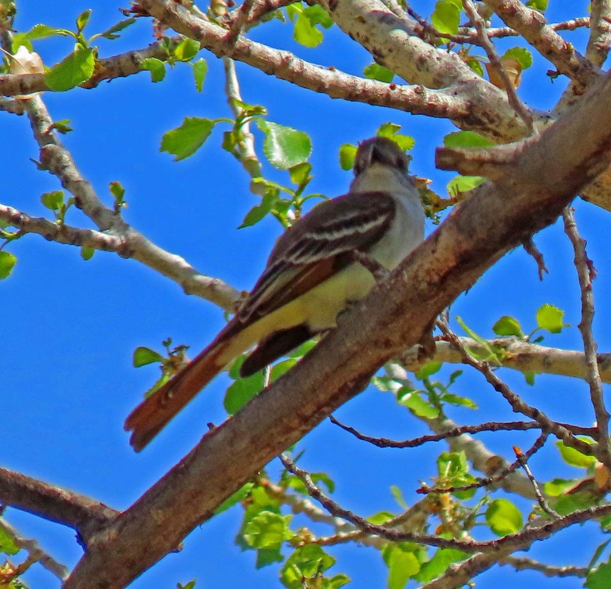 Ash-throated Flycatcher - ML235930541