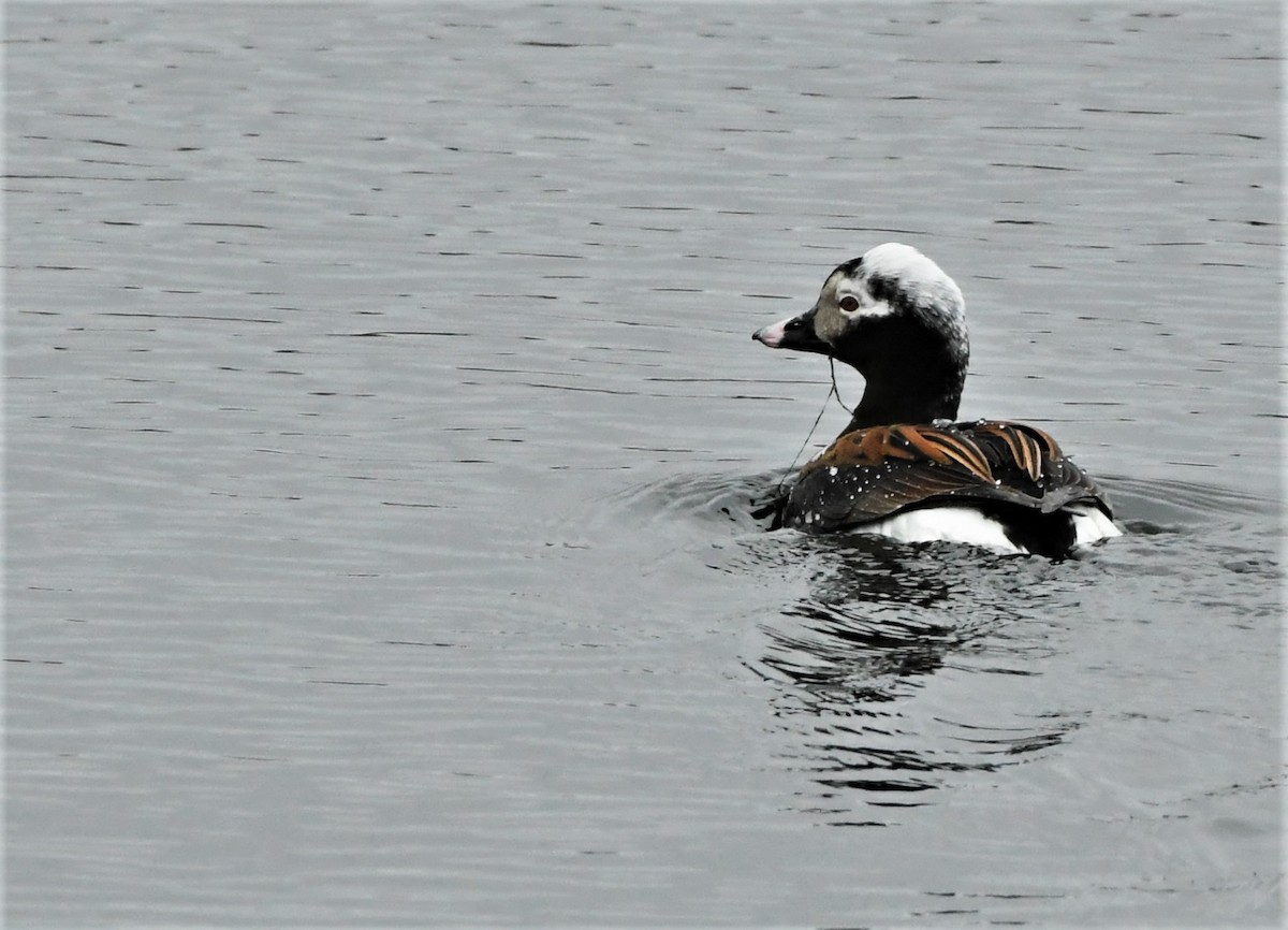Long-tailed Duck - ML235931531