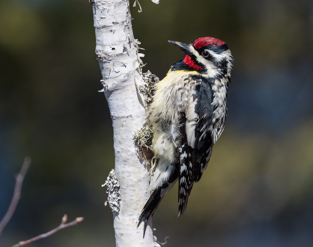 Yellow-bellied Sapsucker - ML235931751