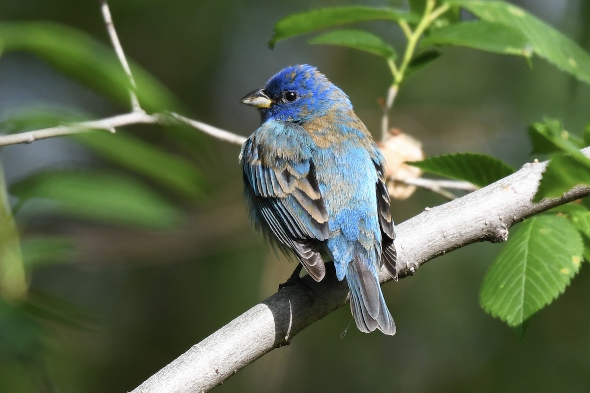 Indigo Bunting - Adam Cunningham