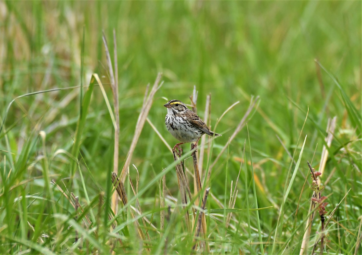 Savannah Sparrow (Savannah) - ML235933691