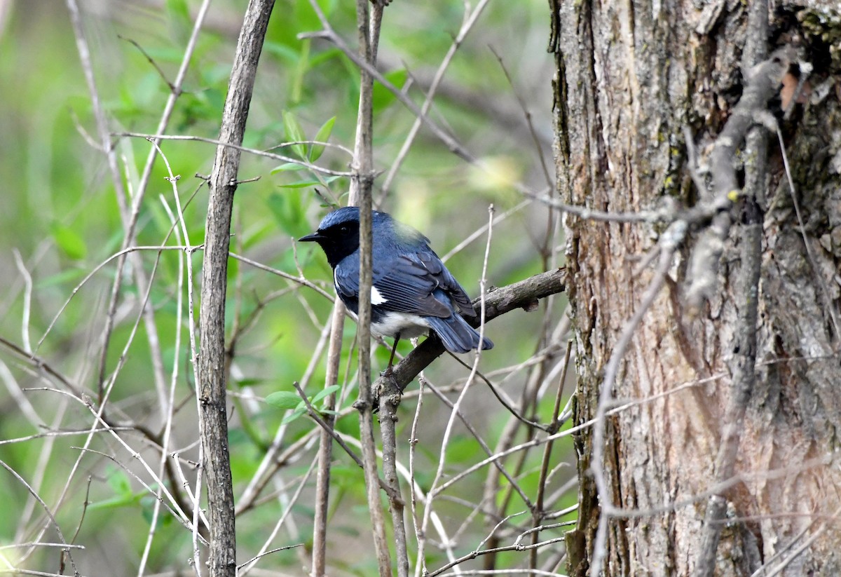 Black-throated Blue Warbler - ML235934161