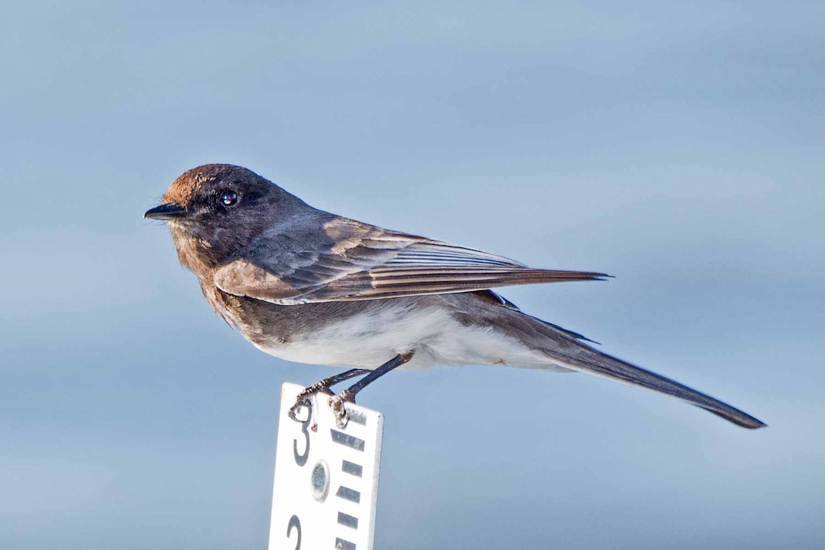 Black Phoebe - ML235934971