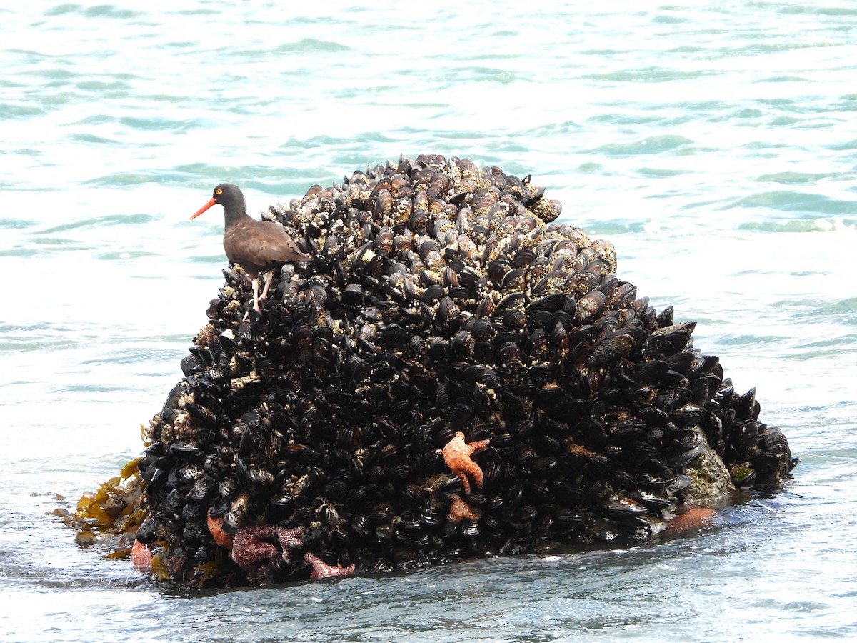 Black Oystercatcher - ML235935951