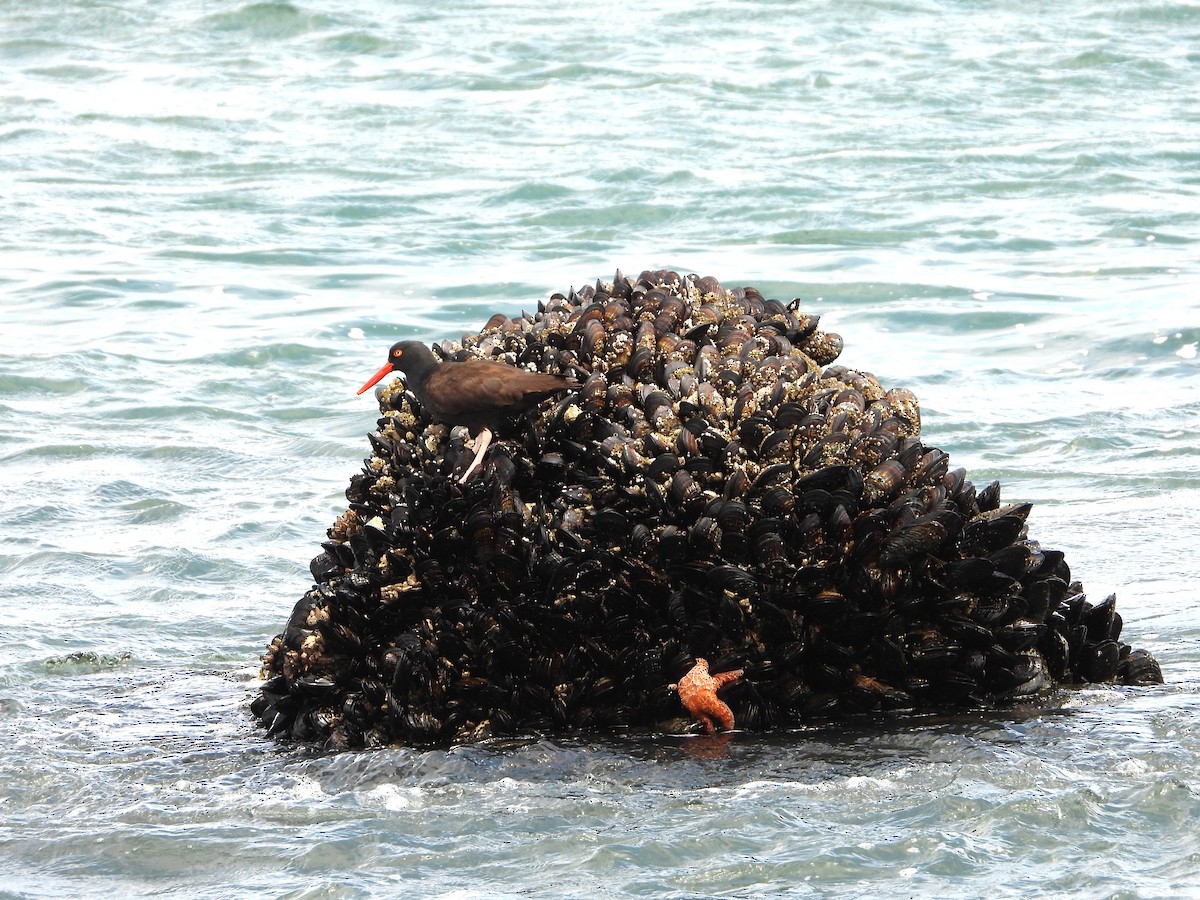 Black Oystercatcher - ML235935991