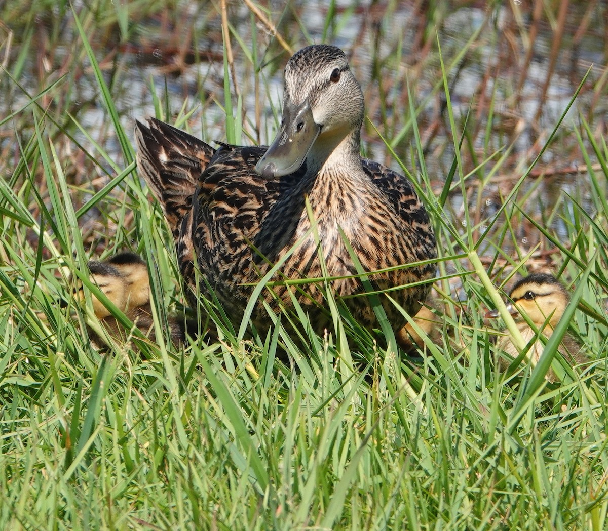 Mallard - ML235936581