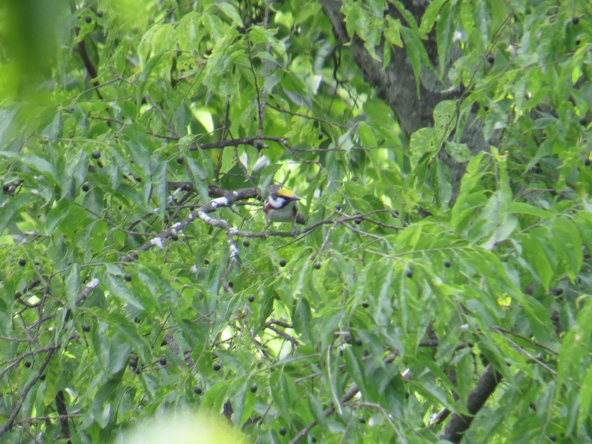 Chestnut-sided Warbler - ML235937071