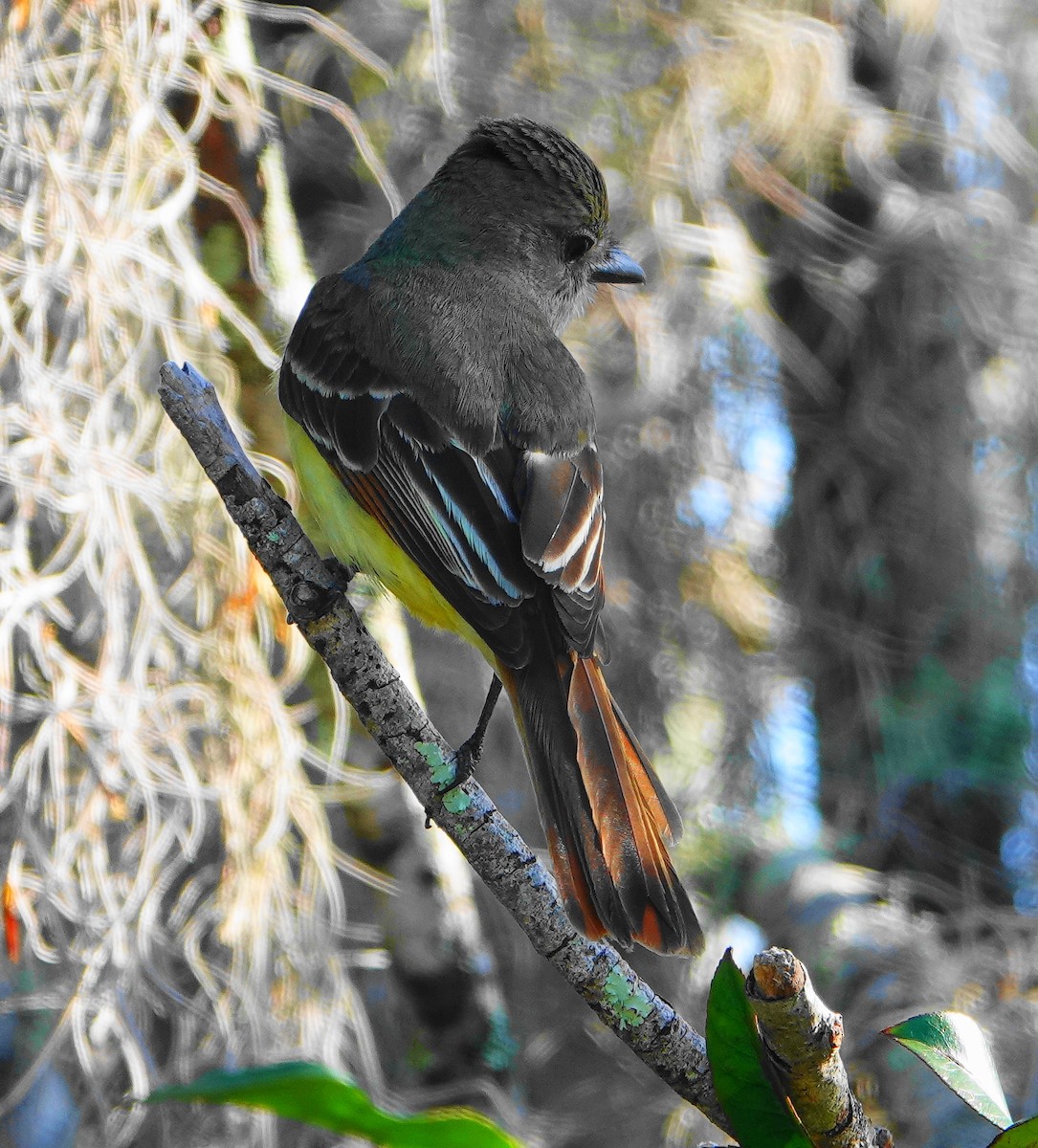 Great Crested Flycatcher - ML235937331