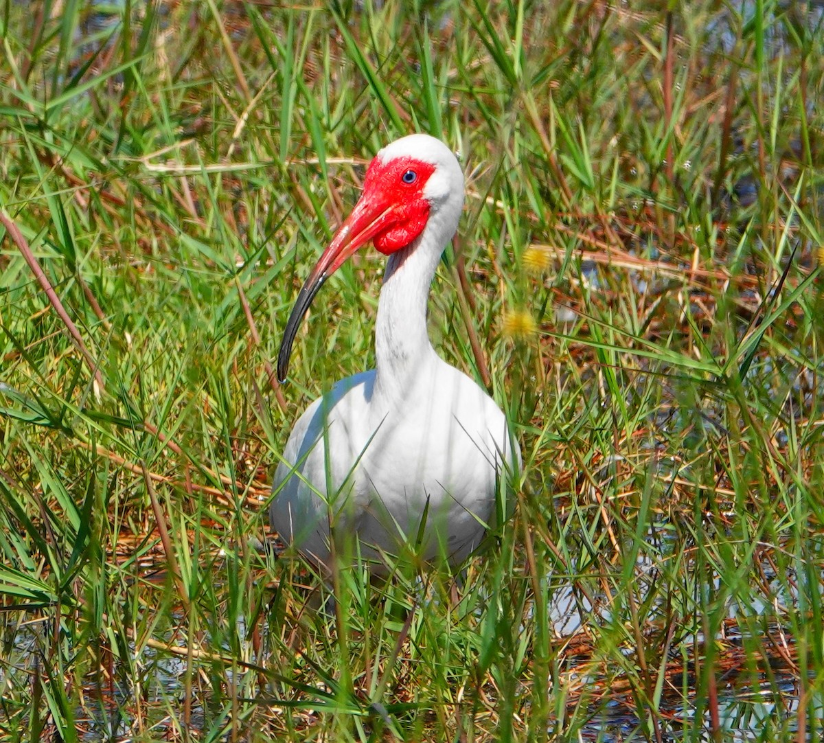 ibis bílý - ML235937591