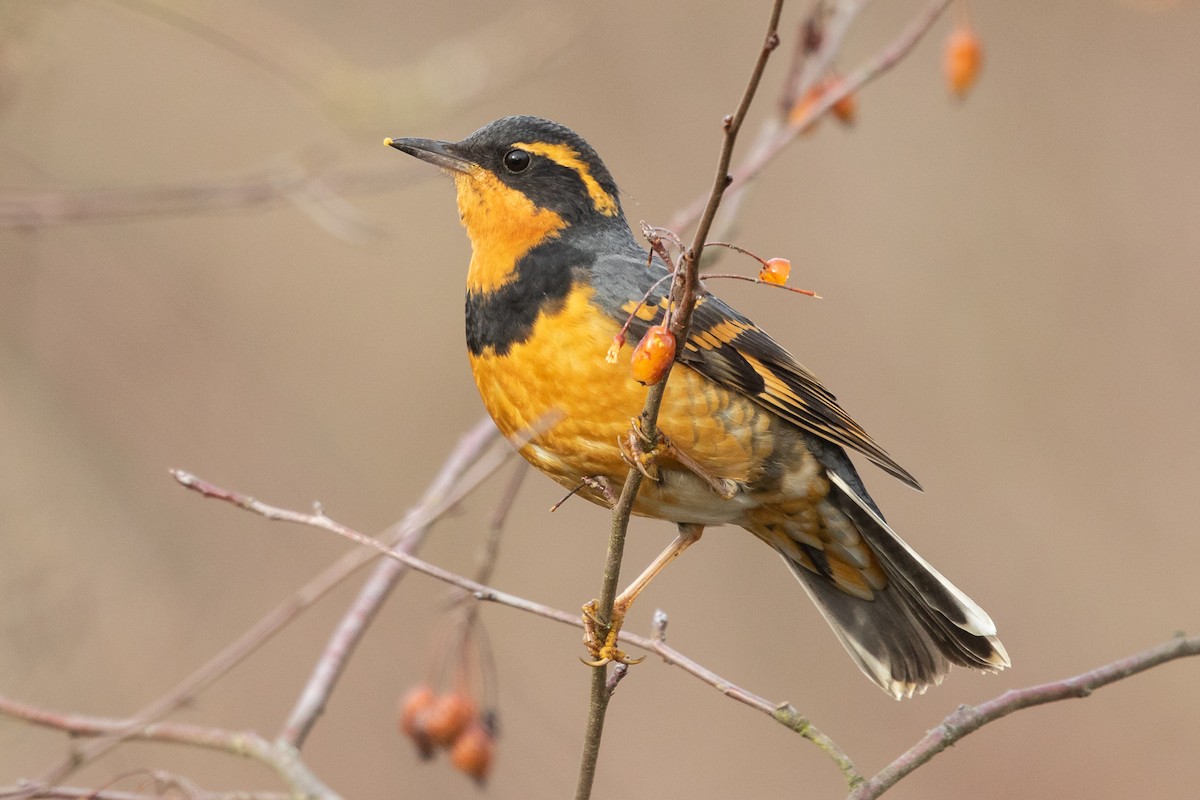 Varied Thrush - Ilya Povalyaev