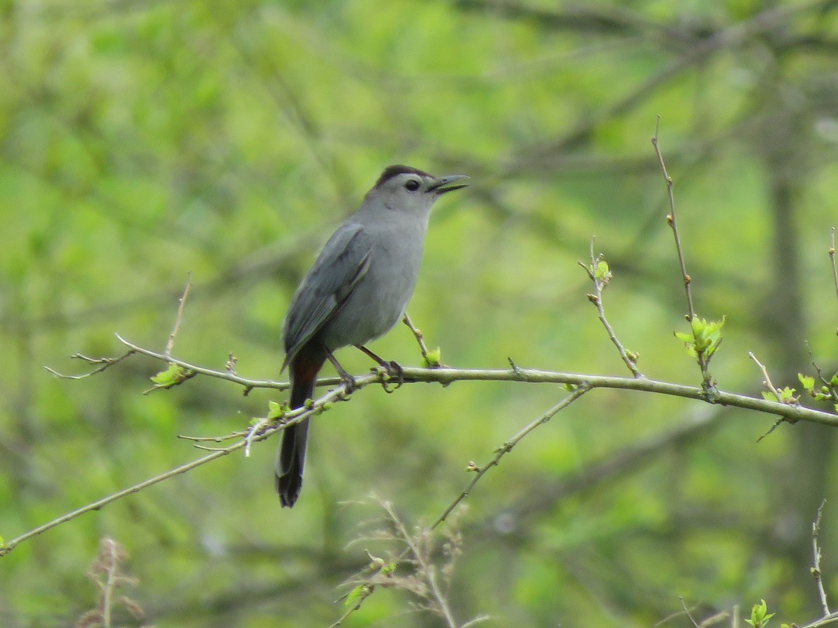 Gray Catbird - ML235938941