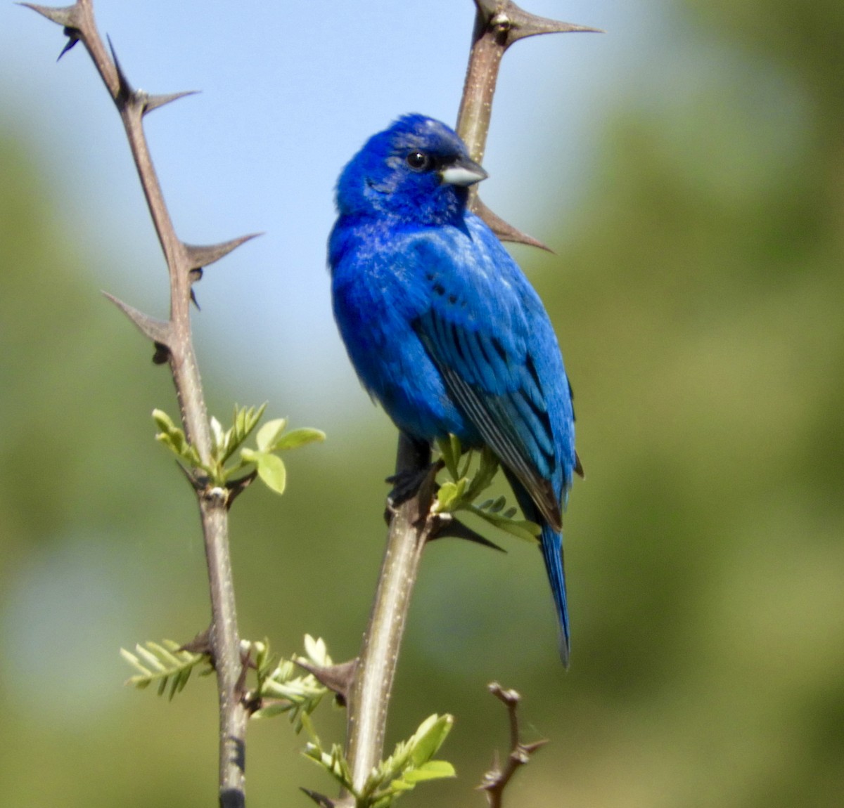 Indigo Bunting - ML235939971